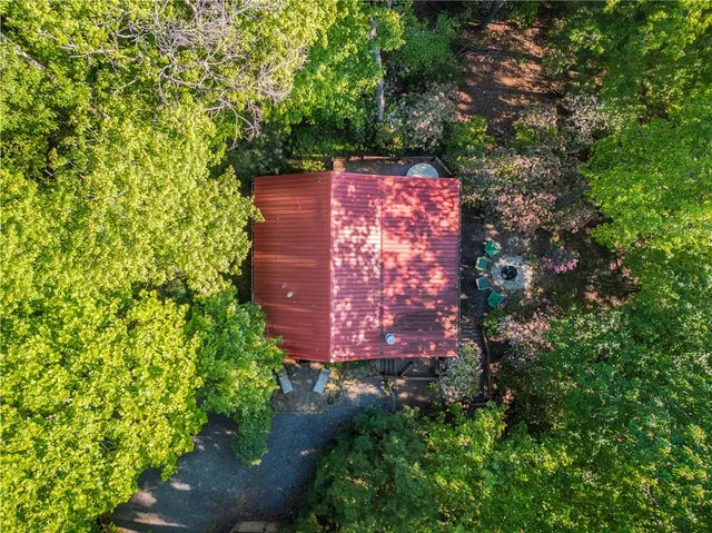 a view of a forest with a tree