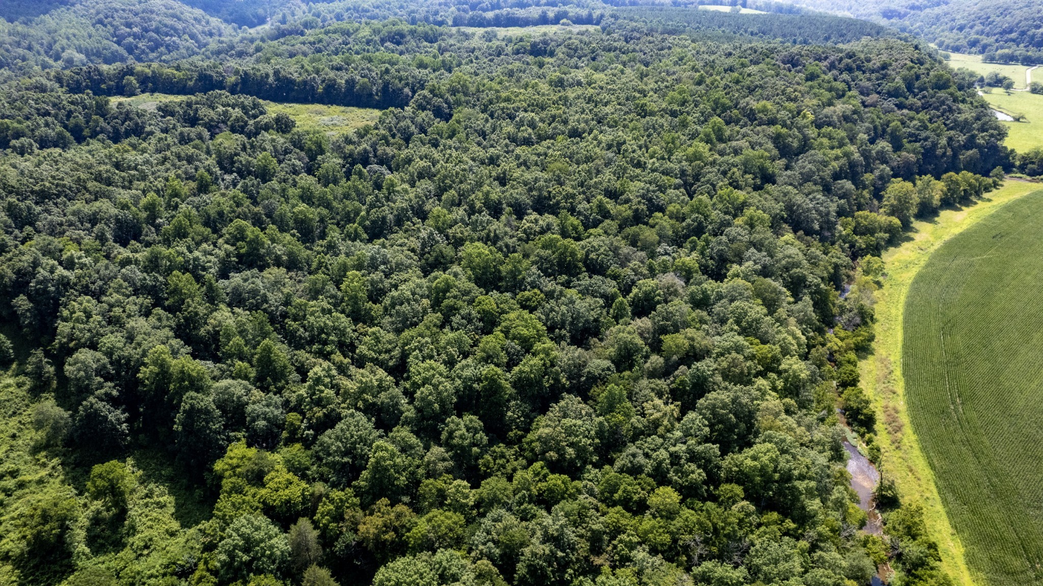 500 Shuler Branch Road Ethridge, TN 38456 - Photo 12 of 27 a view of a forest with a houses
