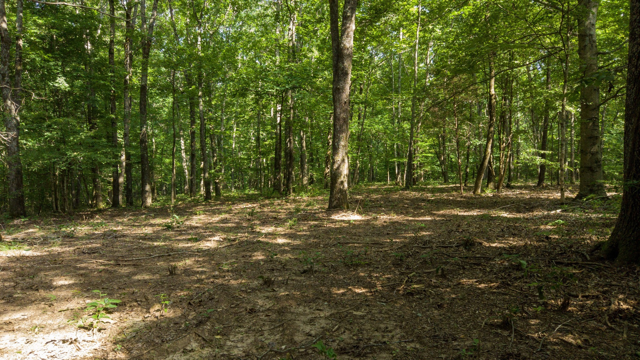 500 Shuler Branch Road Ethridge, TN 38456 - Photo 18 of 27 a view of outdoor space with trees