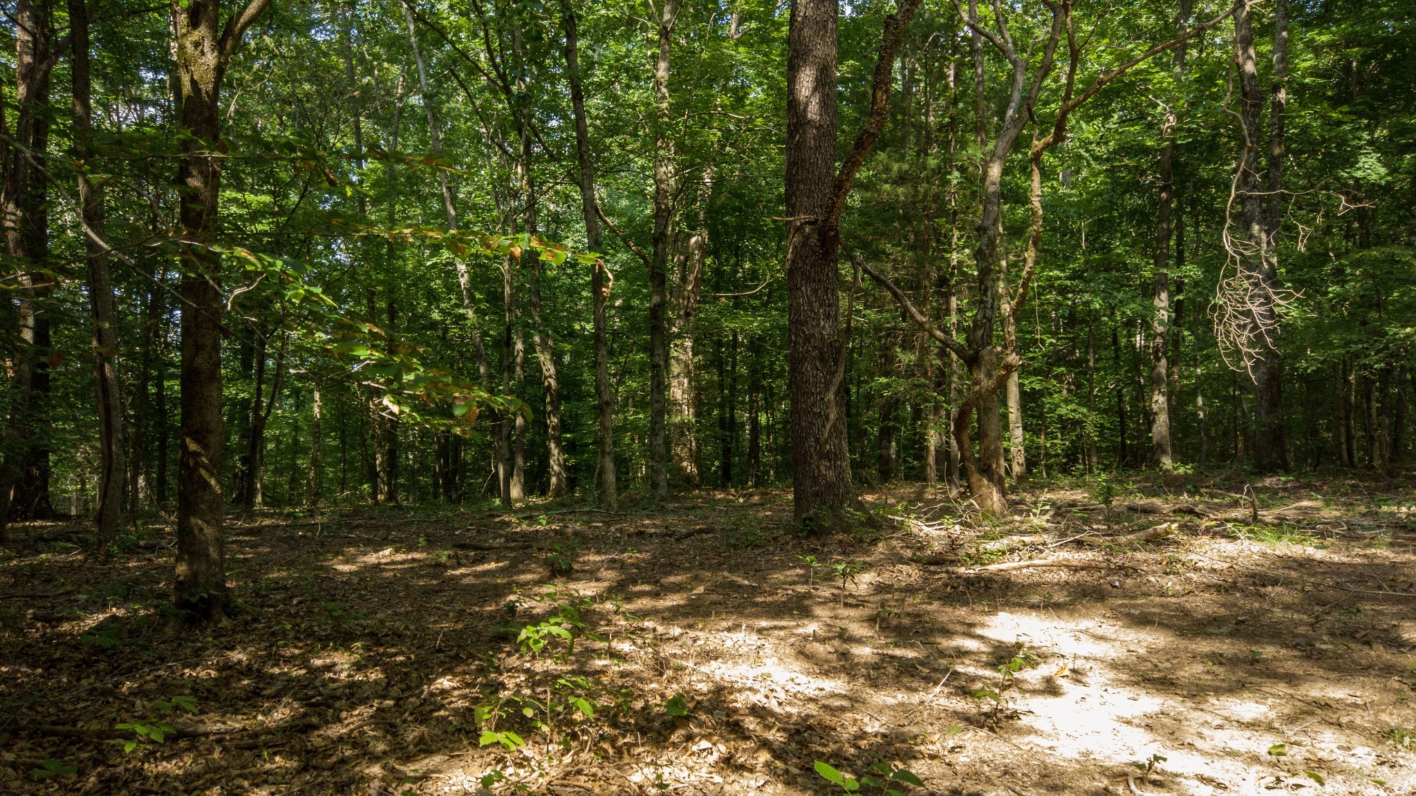 500 Shuler Branch Road Ethridge, TN 38456 - Photo 19 of 27 a view of outdoor space with trees