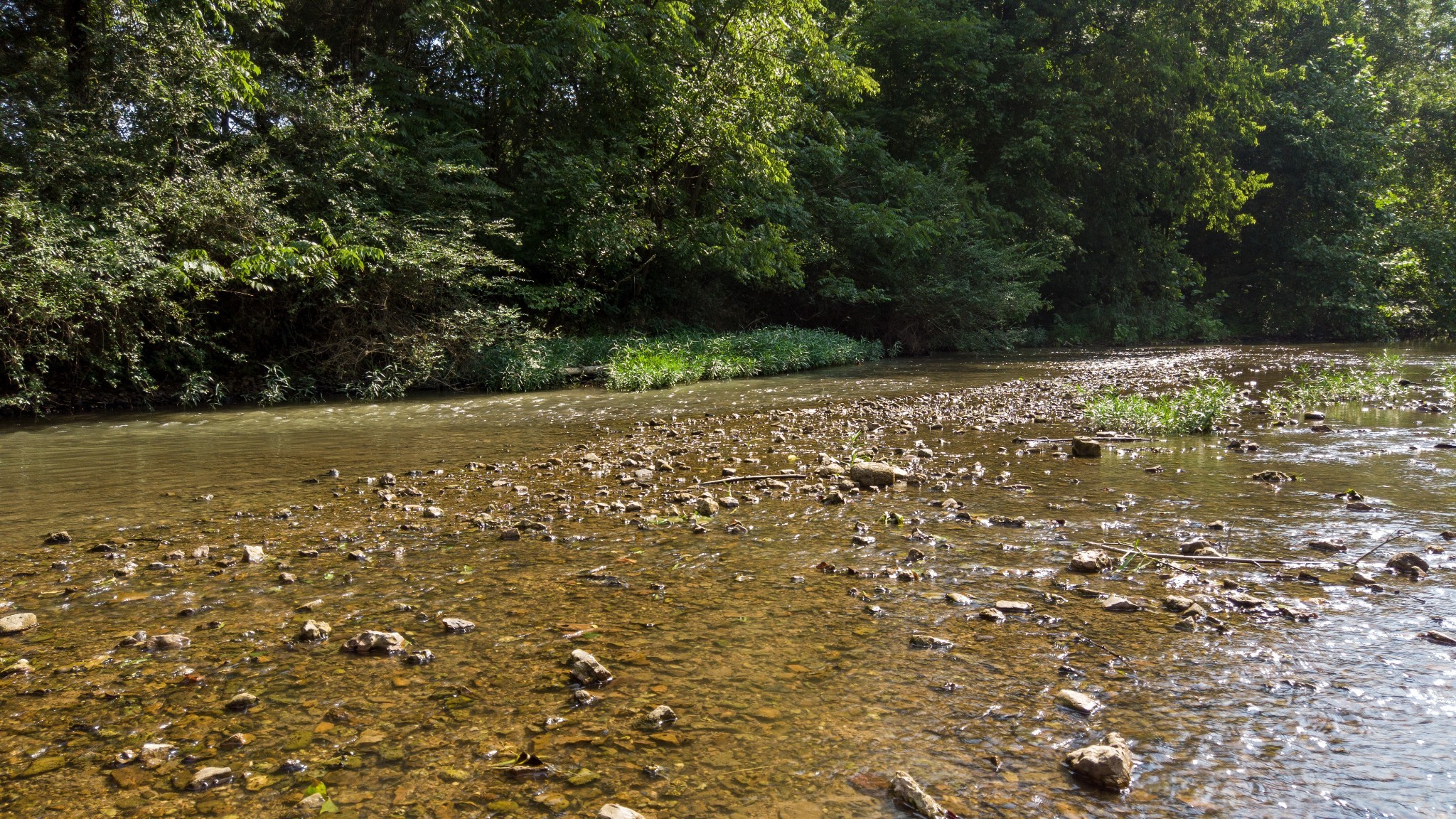 500 Shuler Branch Road Ethridge, TN 38456 - Photo 20 of 27 a view of a yard with a tree
