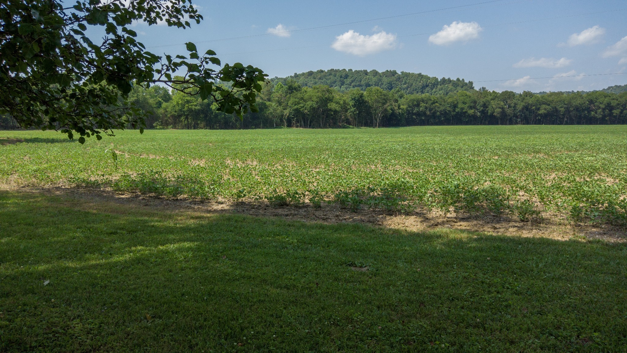 500 Shuler Branch Road Ethridge, TN 38456 - Photo 4 of 27 a view of a green field with trees in the background