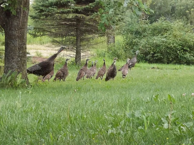 $638,000 | State Road, Black Creek, WI 54106