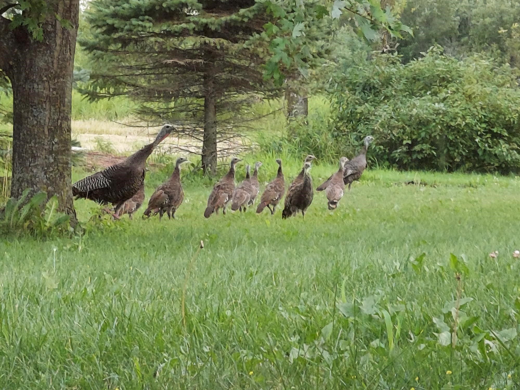 State Road Black Creek, WI 54106 - Photo 28 of 30