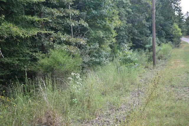 a view of a lush green forest with lots of trees