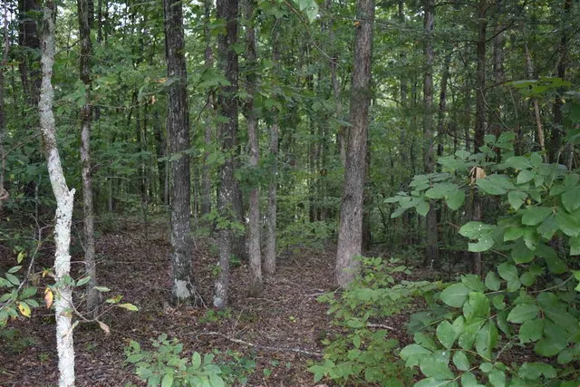 a view of a forest with trees