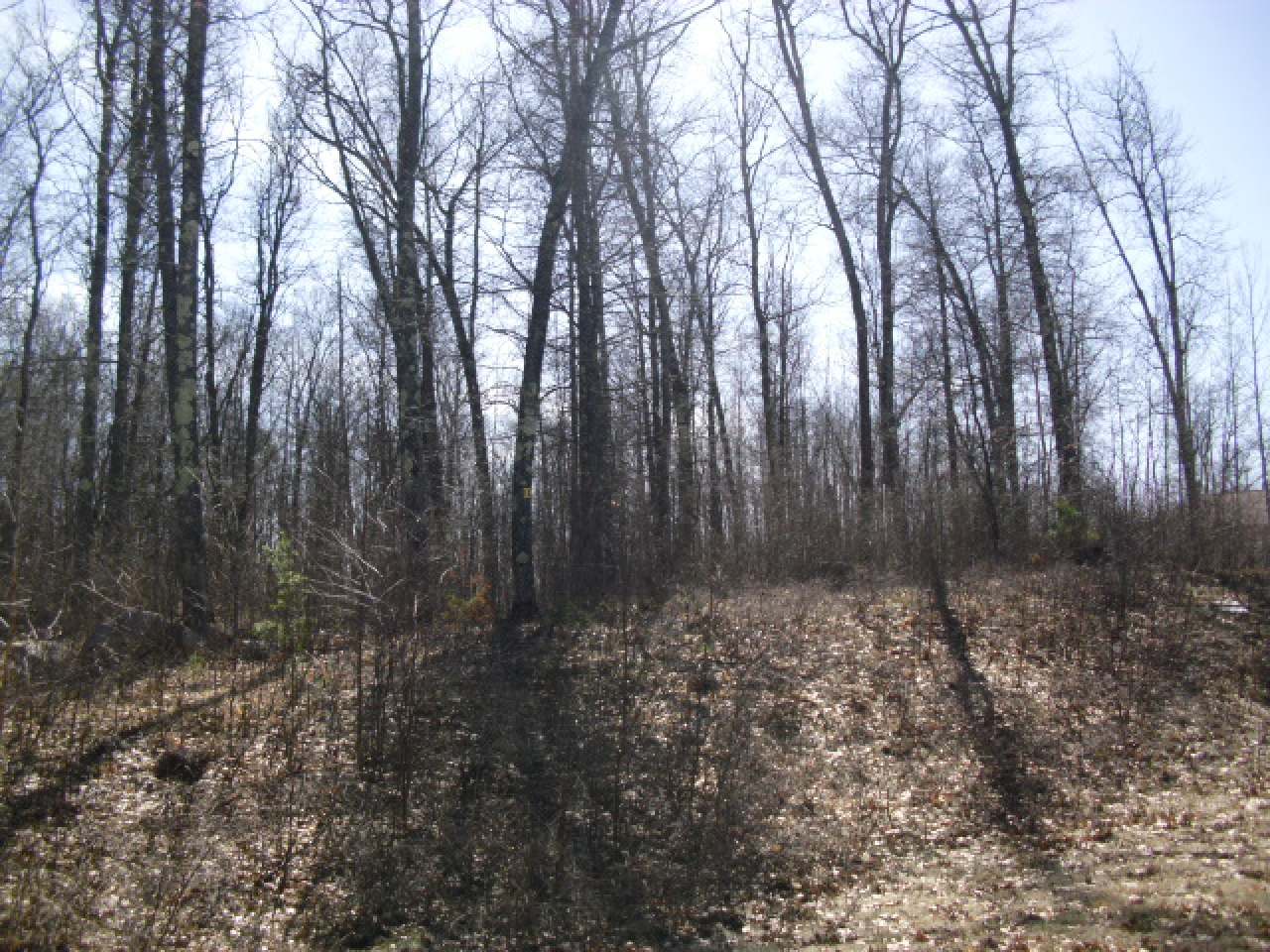 Lot 11 Wind Song Road Tomahawk, WI 54487 - Photo 9 of 13 Gallery Image 9