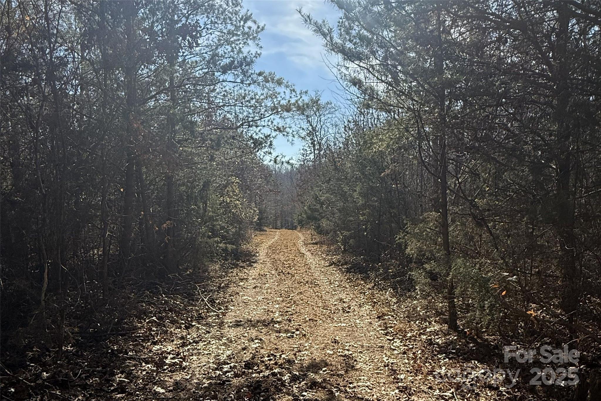 Lot D Ramah Church Road Blacksburg, SC 29702 - Photo 11 of 12 a close up of a tree in a yard