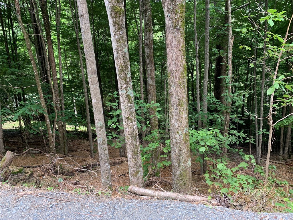 203 Locust Ridge Road Beech Mountain, NC 28604 - Photo 1 of 8 a view of a garden with plants and large trees