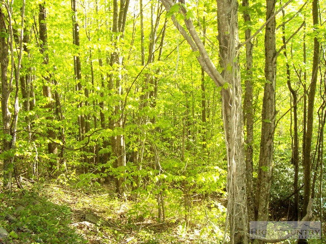 203 Locust Ridge Road Beech Mountain, NC 28604 - Photo 2 of 8 a view of a yard from a tree