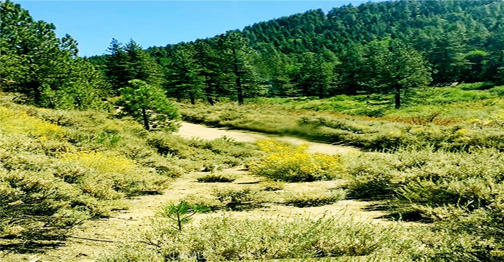 a view of a garden with a tree