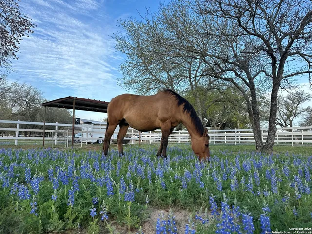 a garden with trees in the background