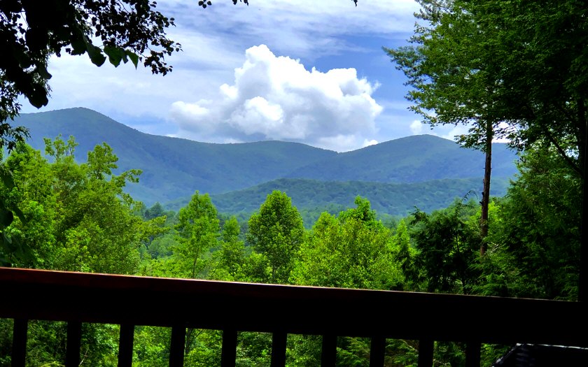 a view of a bunch of trees in the outside