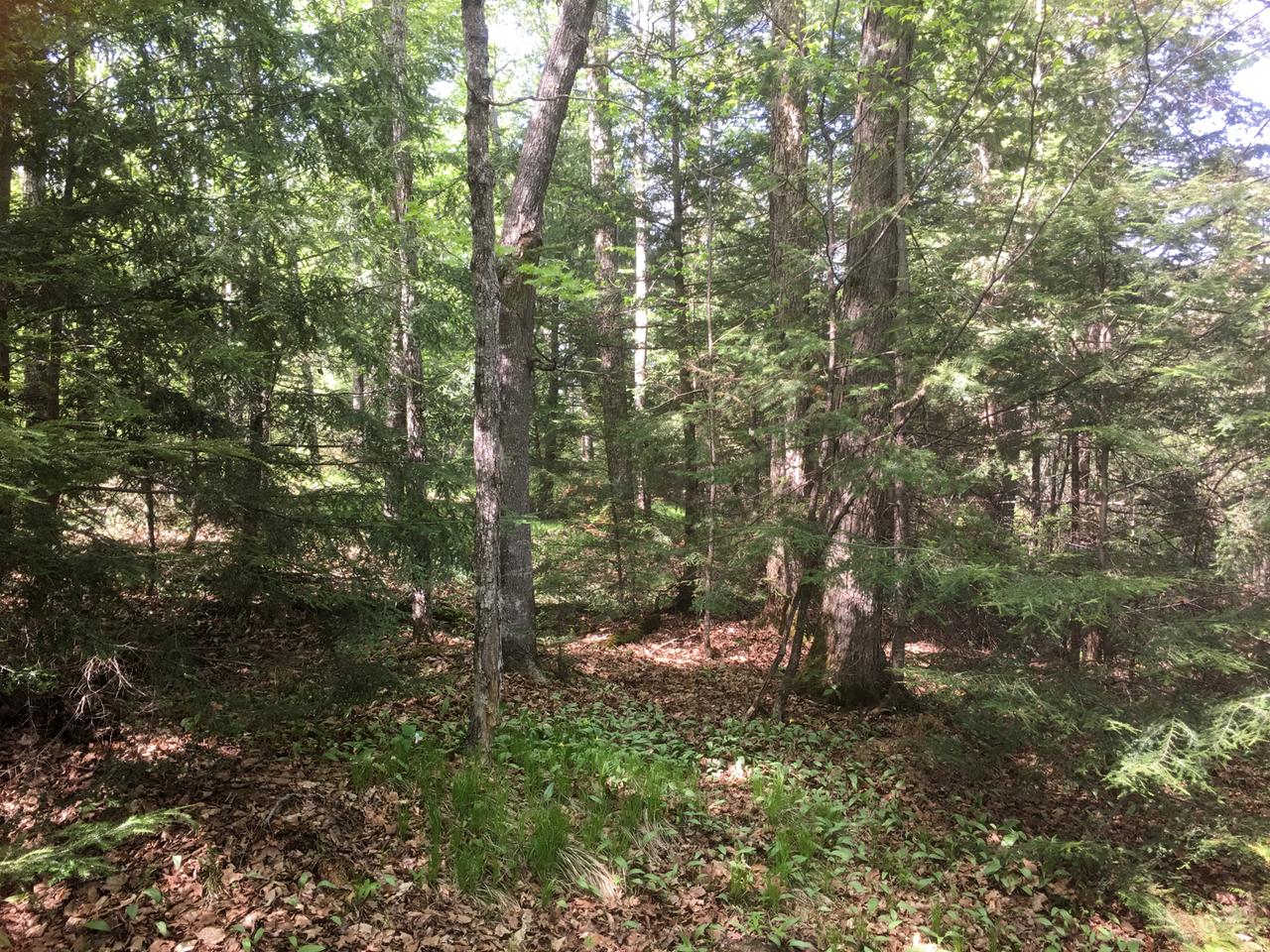 On Johnson Road Antigo, WI 54409 - Photo 5 of 14 Gallery Image 5