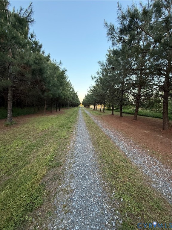 501 Glebe View Lane Lottsburg, VA 22511 - Photo 55 of 82 100 hand planted Loblolly pine trees!