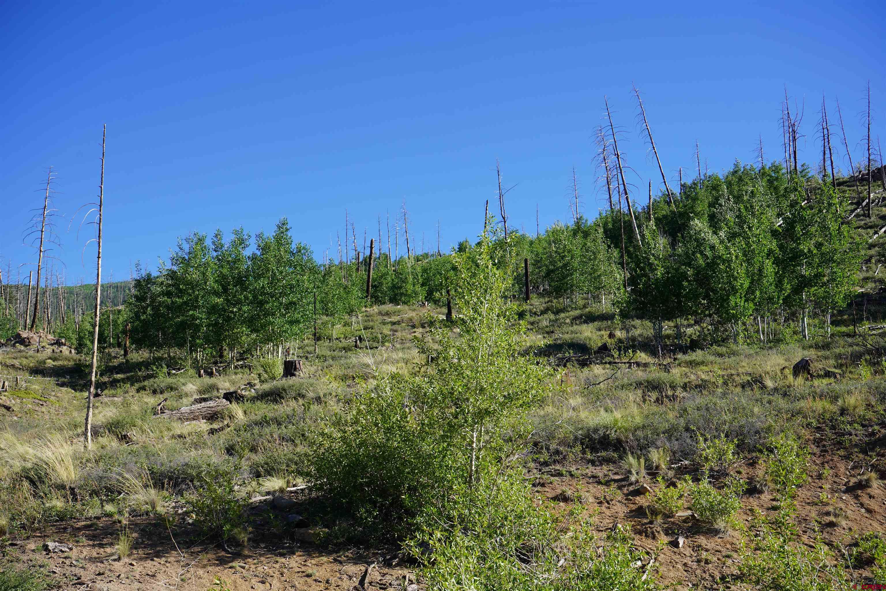 852 Forest Cir Fork South Fork, CO 81154 - Photo 2 of 7 a view of a backyard