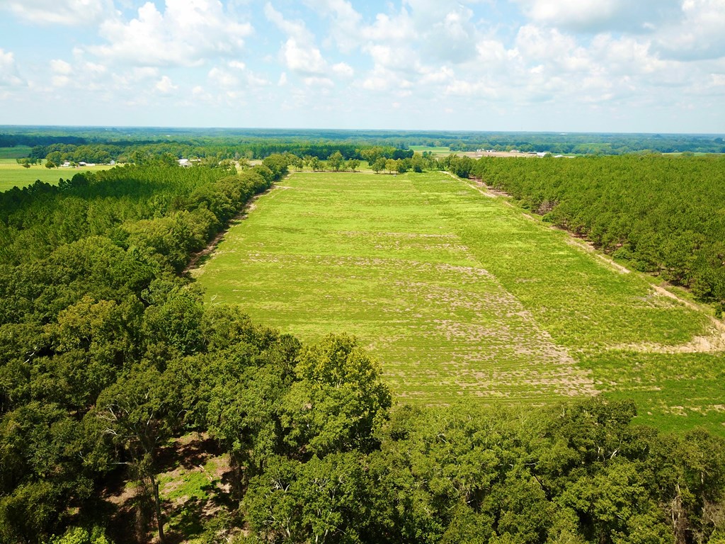 19-acres Summer Road Slocomb, AL 36375 - Photo 12 of 22