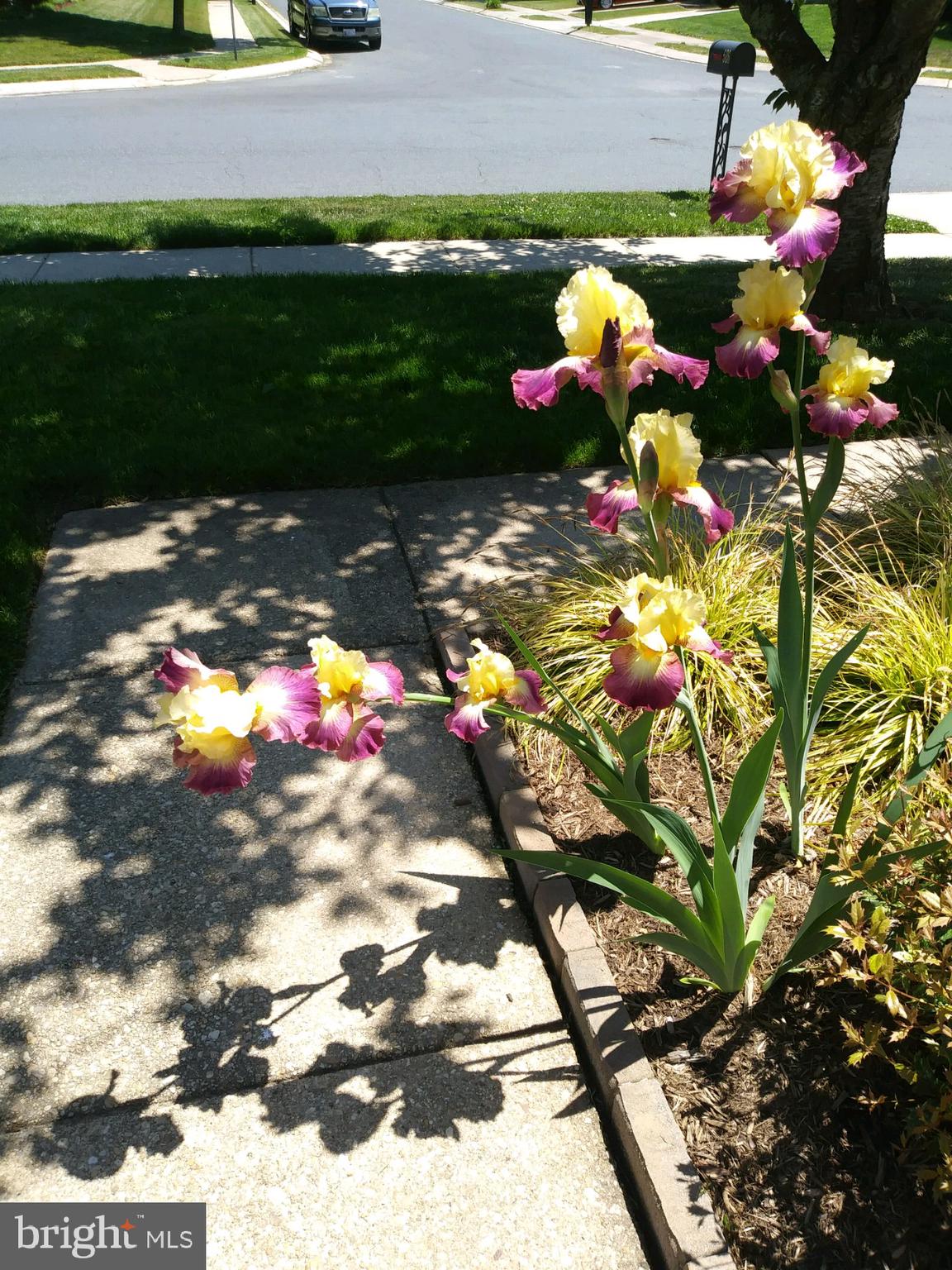 526 Coover Road Annapolis, MD 21401 - Photo 32 of 48 Gladiolus