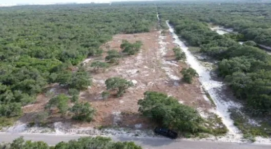 a view of a yard with trees