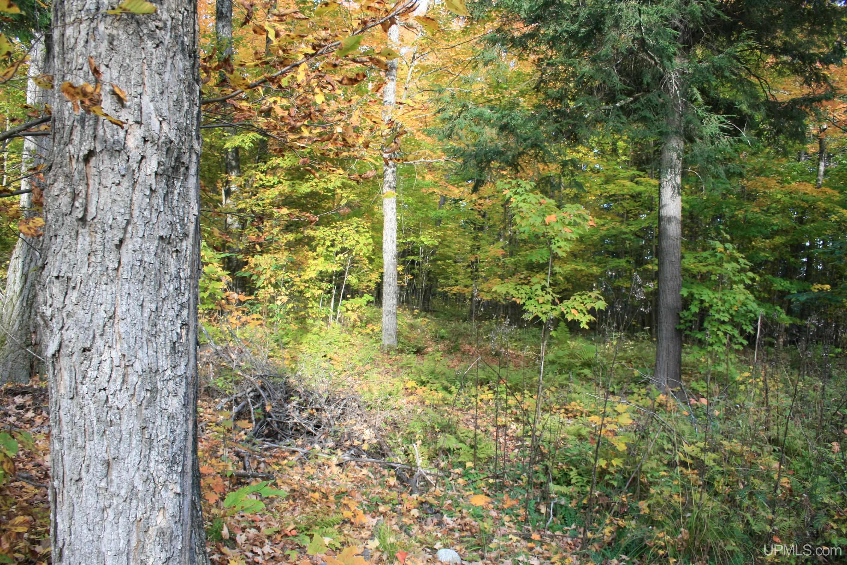 Tbd University Road Iron River, MI 49935 - Photo 7 of 12