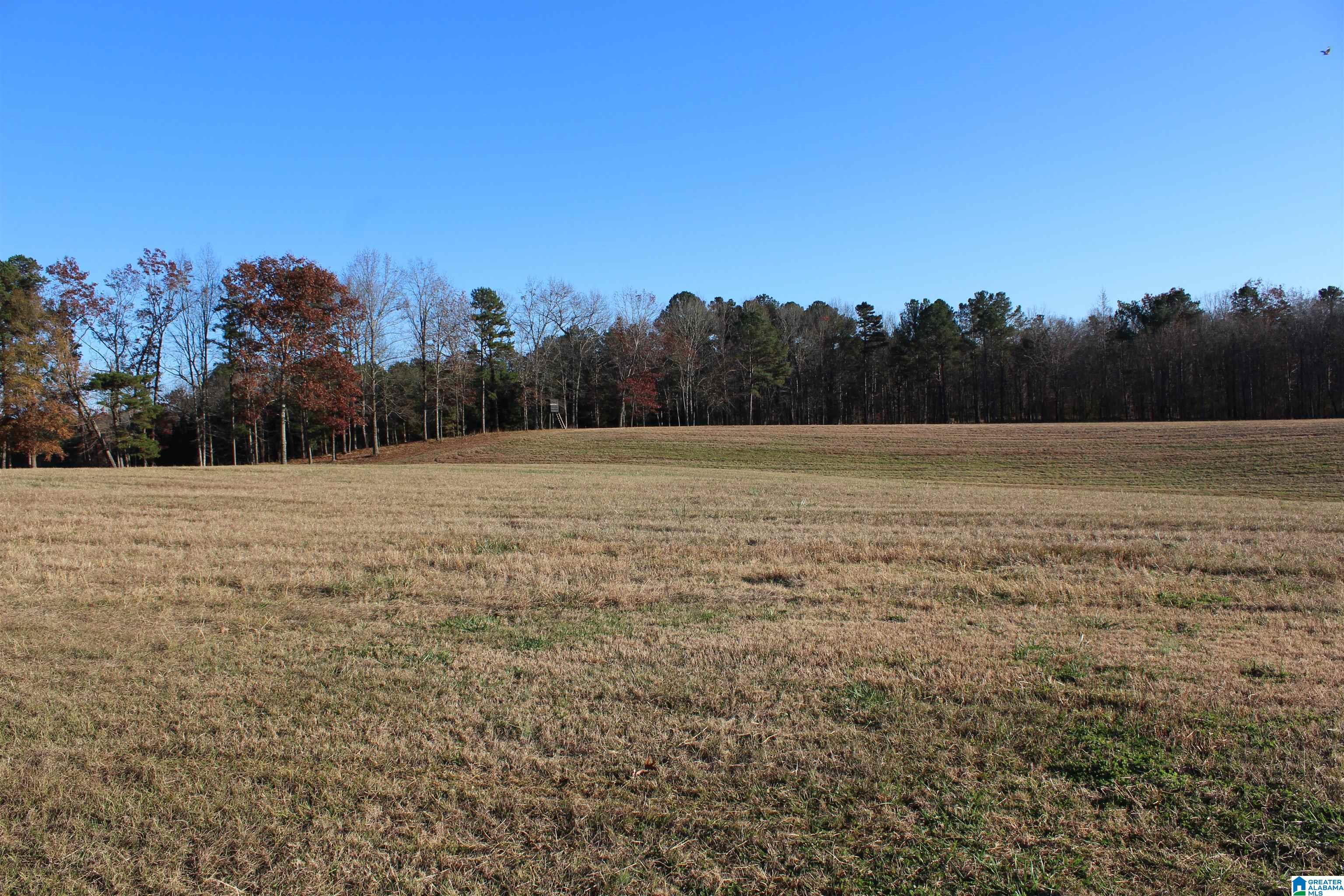 589 Morris Road Pell City, AL 35128 - Photo 19 of 29