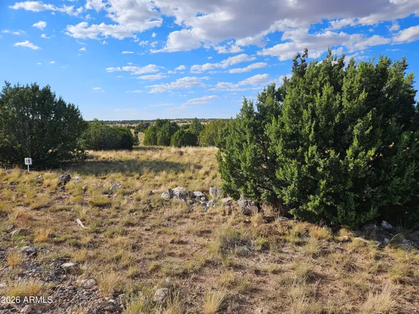 a view of a dry yard with a tree