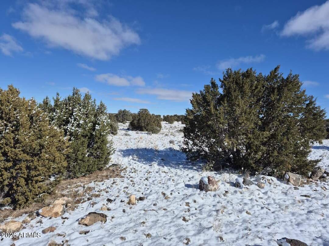 8620 St Concho Az 85924, Unit 81 Snowflake, AZ 85937 - Photo 9 of 12 a view of a yard with trees in the background