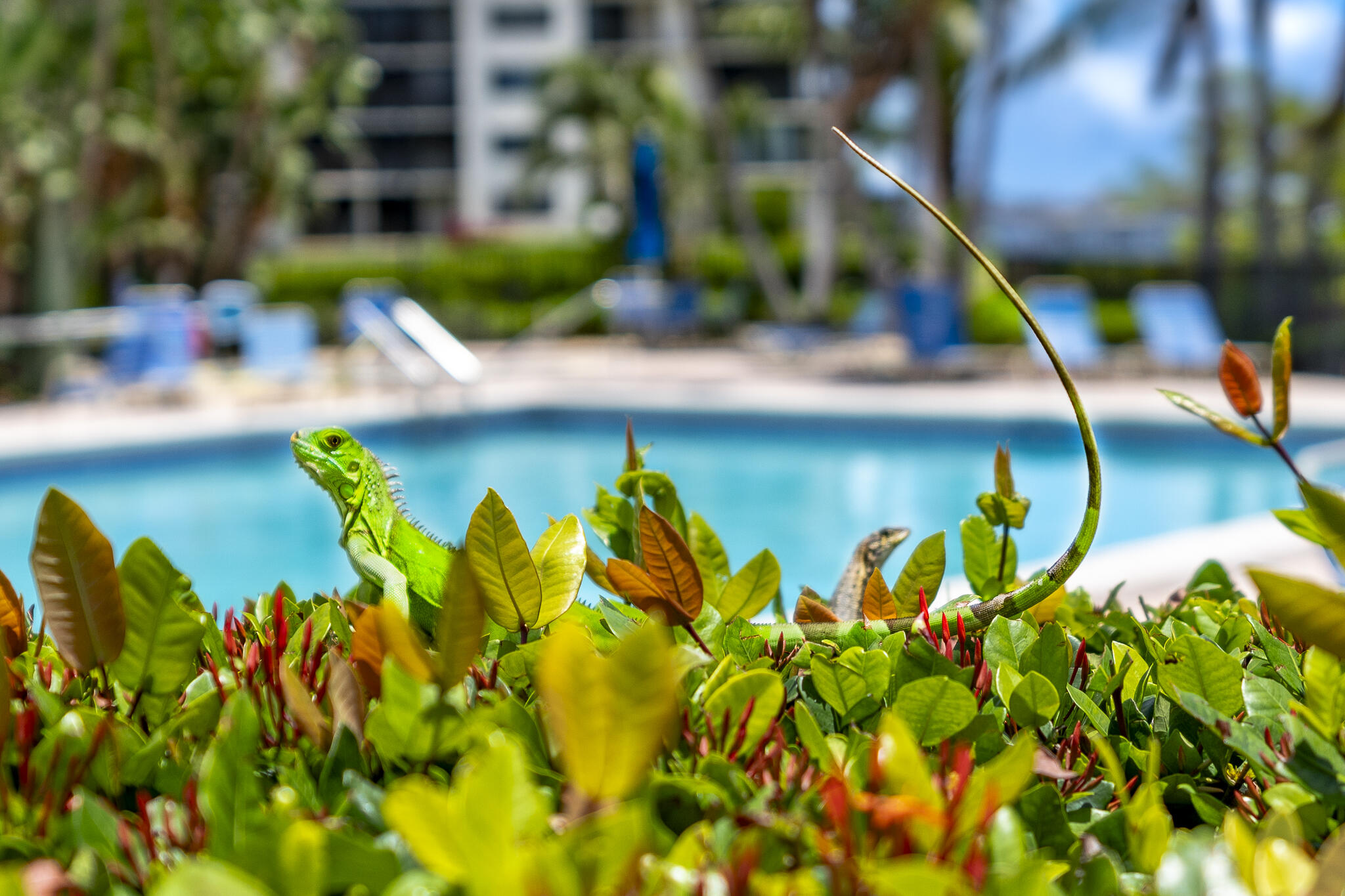 106 Half Moon Circle, Unit H2 Hypoluxo, FL 33462 - Photo 57 of 70 a view of a tree with a yard