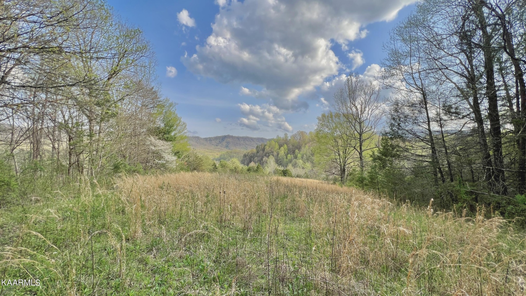 1560 Dripping Springs Road Seymour, TN 37865 - Photo 36 of 46