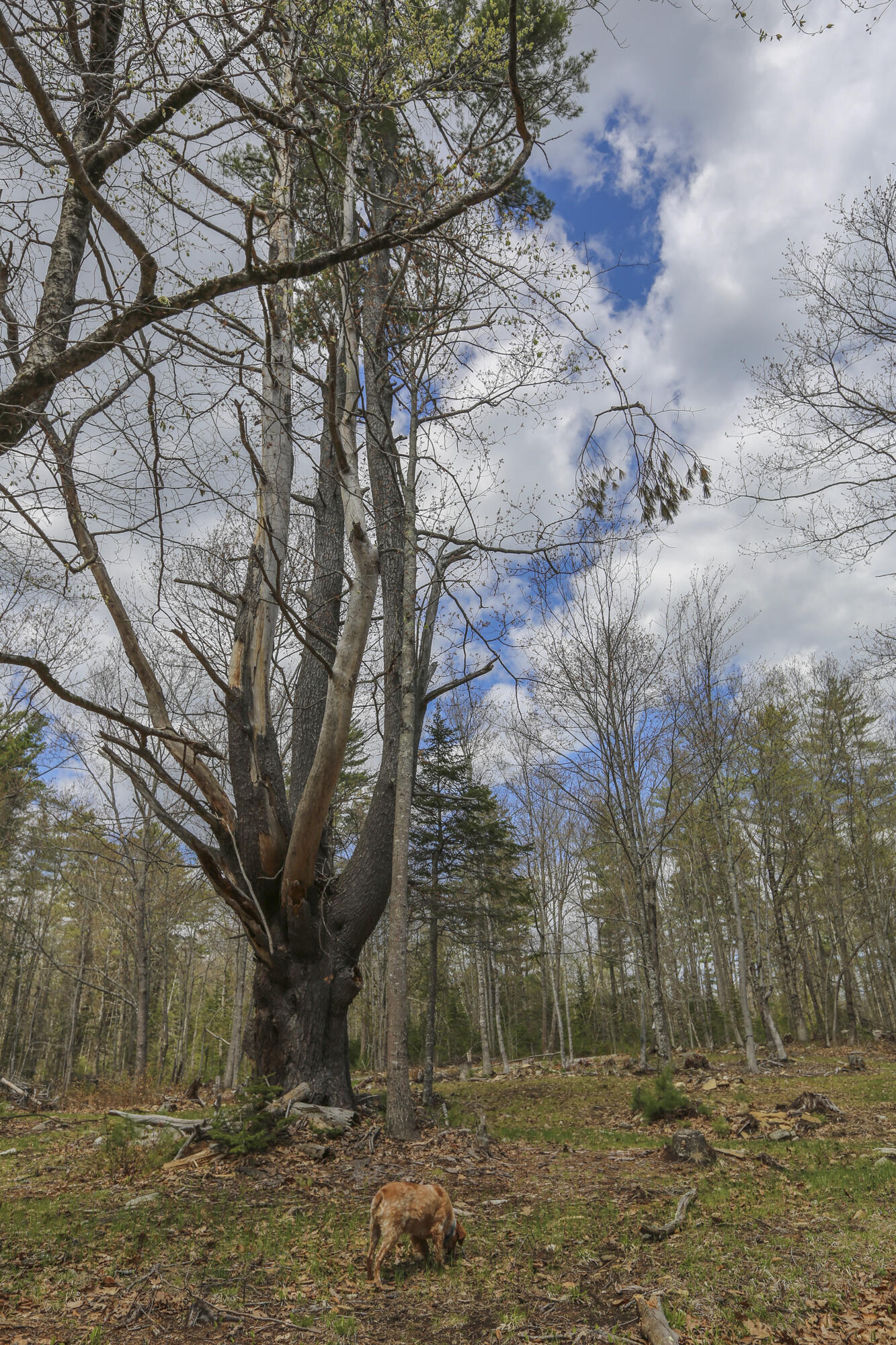 47 Bonne Terre Road Belfast, ME 04915 - Photo 46 of 53 47Bonneterre-47