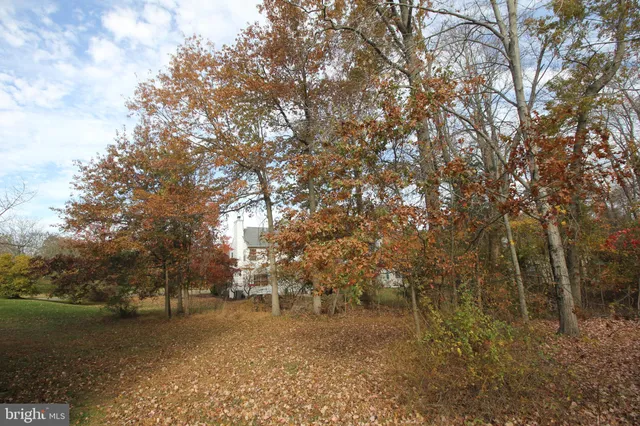 a view of road with large trees