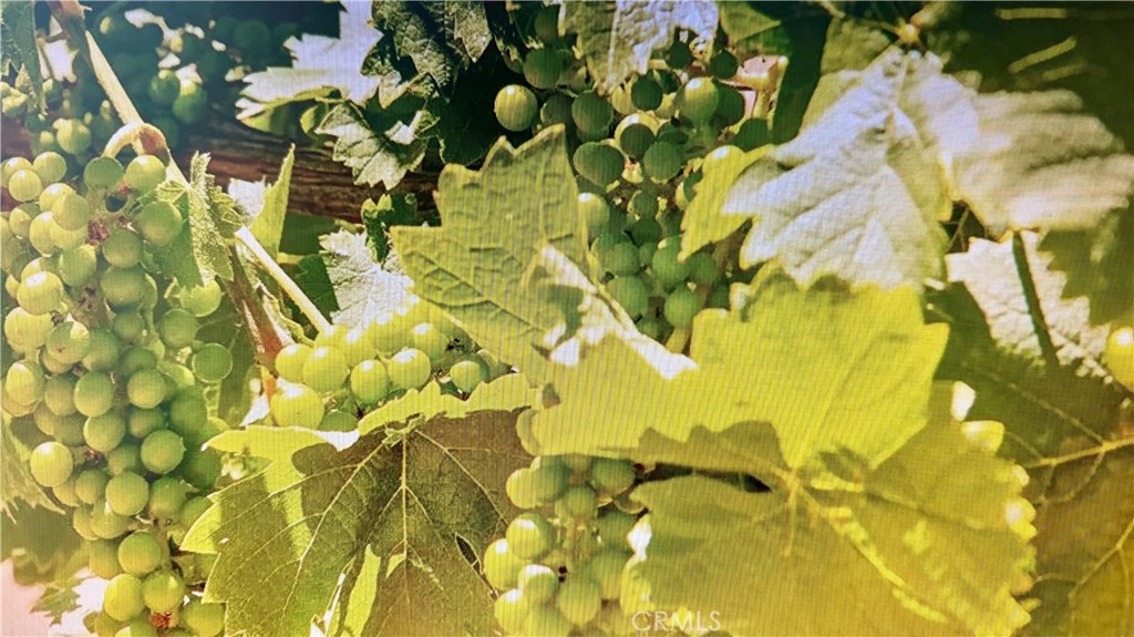 34680 Highway 79 Warner Springs, CA 92086 - Photo 16 of 64 Vines by the Bungalow