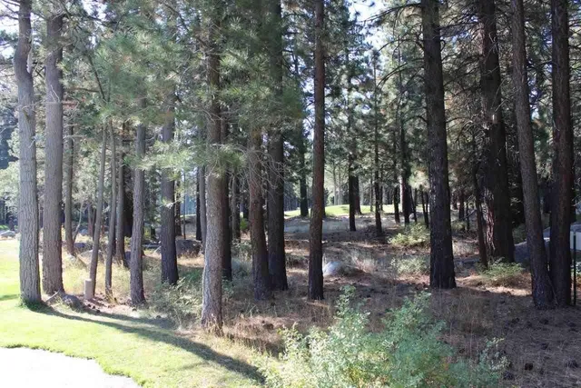 a view of outdoor space with lots of trees