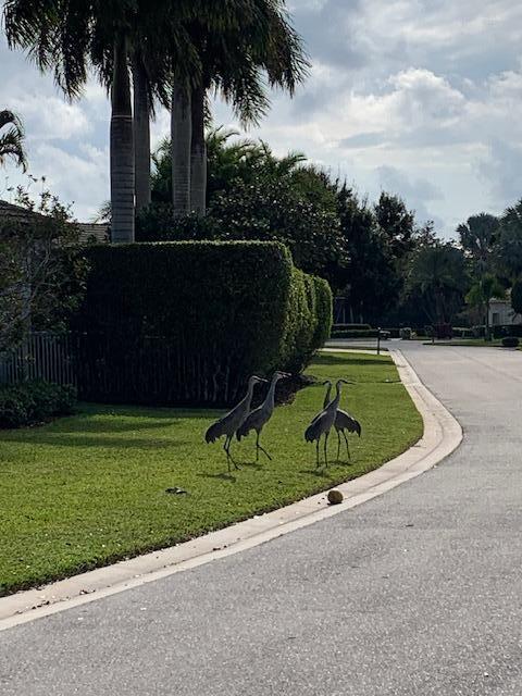 8216 Cypress Point Road West Palm Beach, FL 33412 - Photo 58 of 62 a view of a backyard with a garden and trees