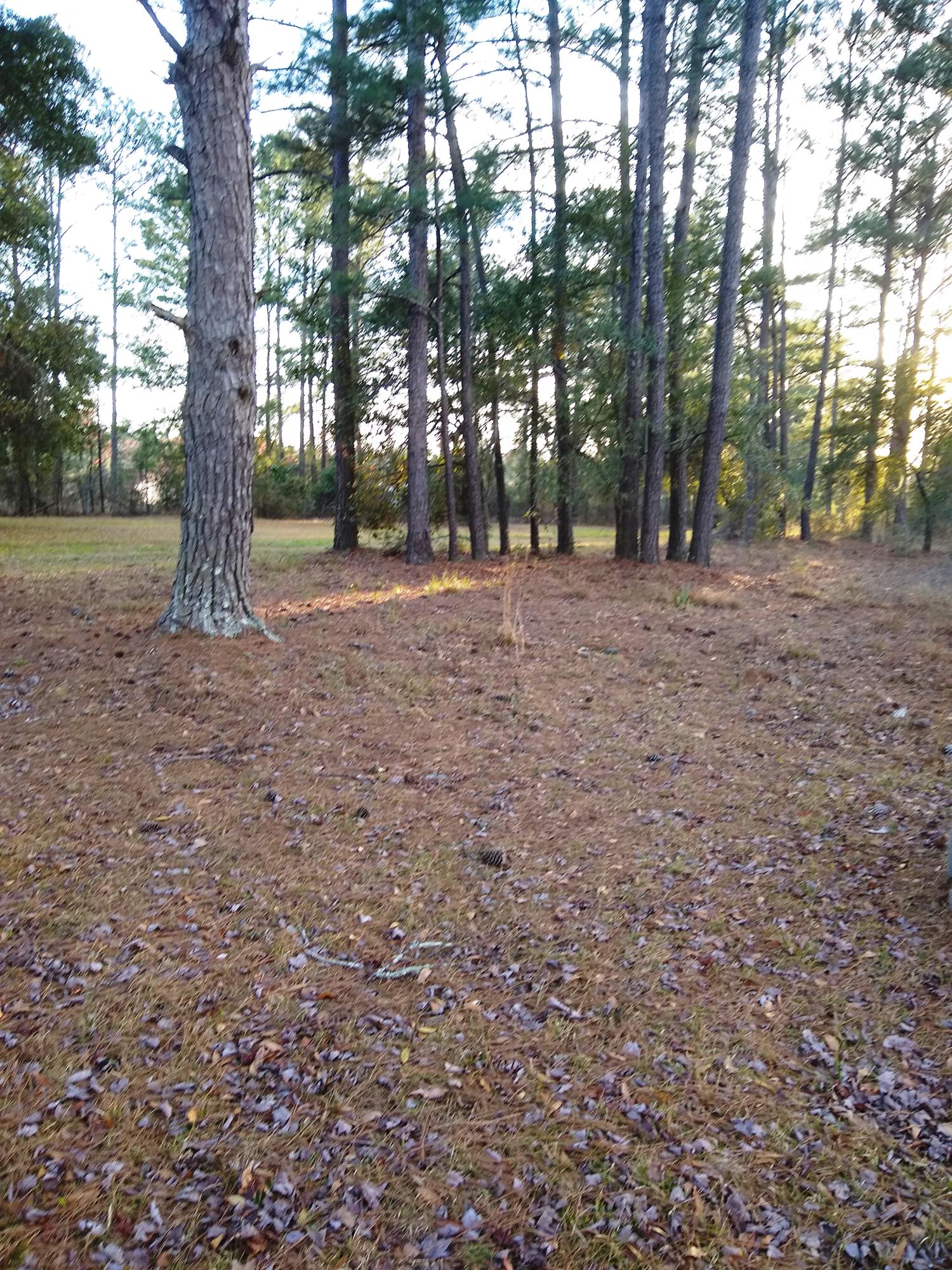 3121 South S Highway Ridgeville, SC 29472 - Photo 18 of 18 IMG_20210309_173737938
