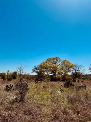 a view of a large tree with green field