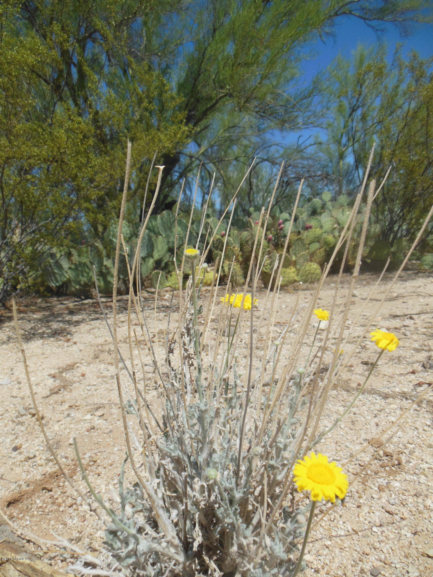 1480 West Sunkist Road Tucson, AZ 85755 - Photo 33 of 50 Gallery Image 33