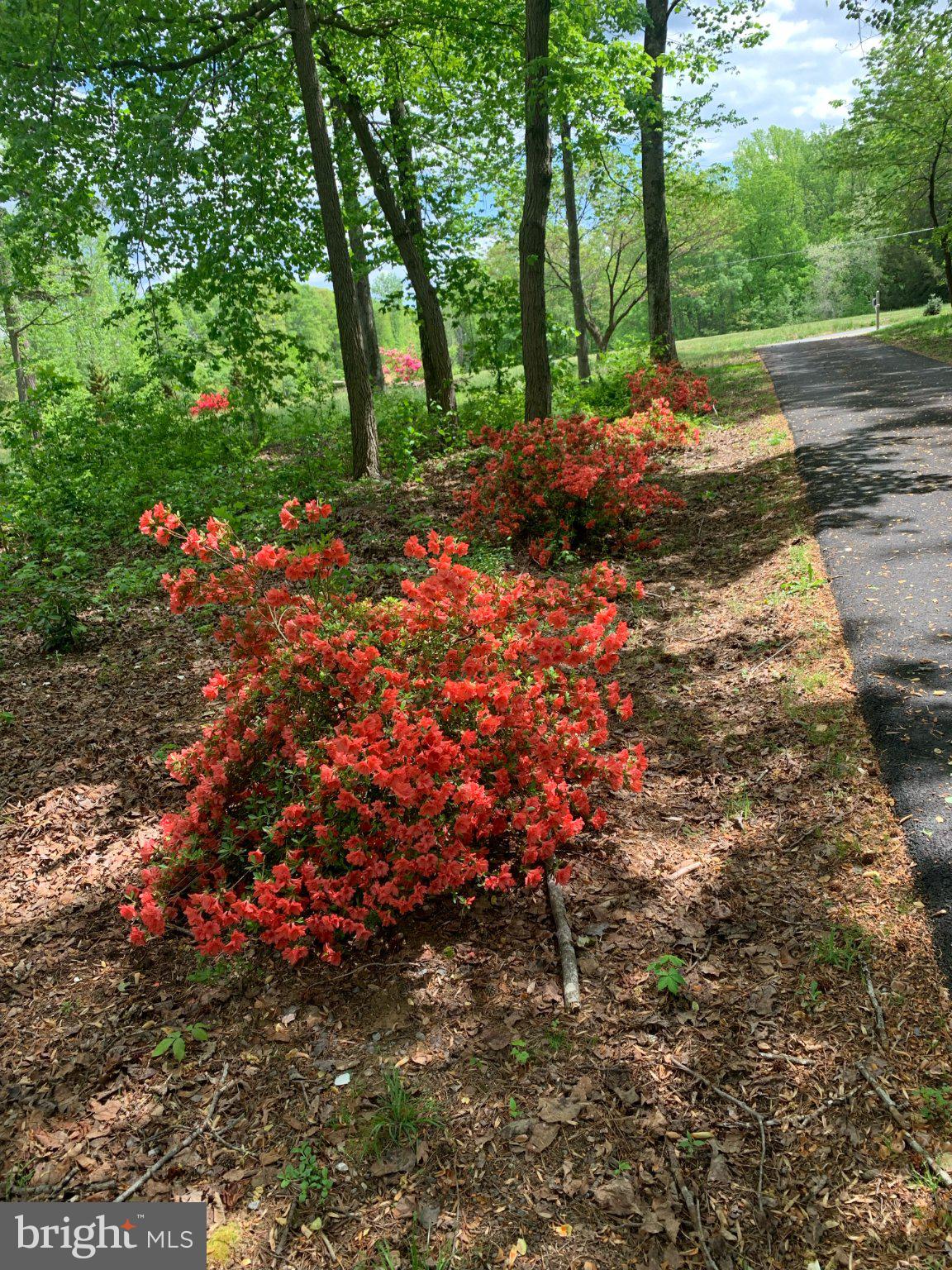 230 Richards Ferry Road Fredericksburg, VA 22406 - Photo 78 of 96 Vibrant blooms along a serene path.