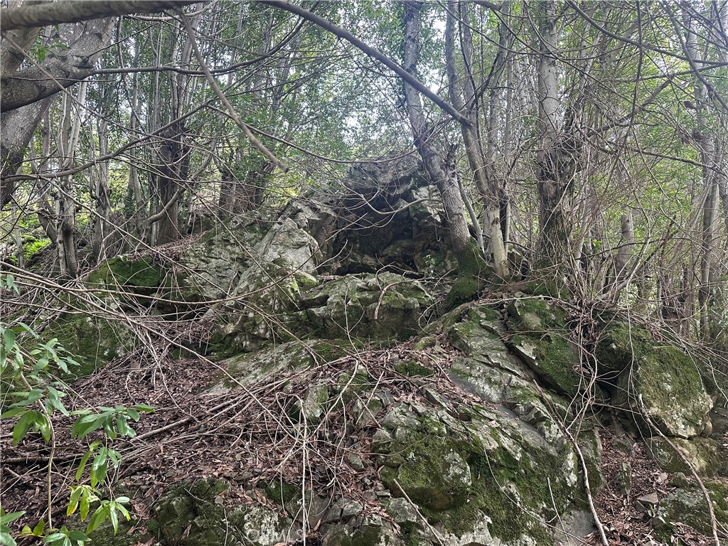 9000 Scotts Valley Road Upper Lake, CA 95485 - Photo 7 of 13 a view of a forest with a tree