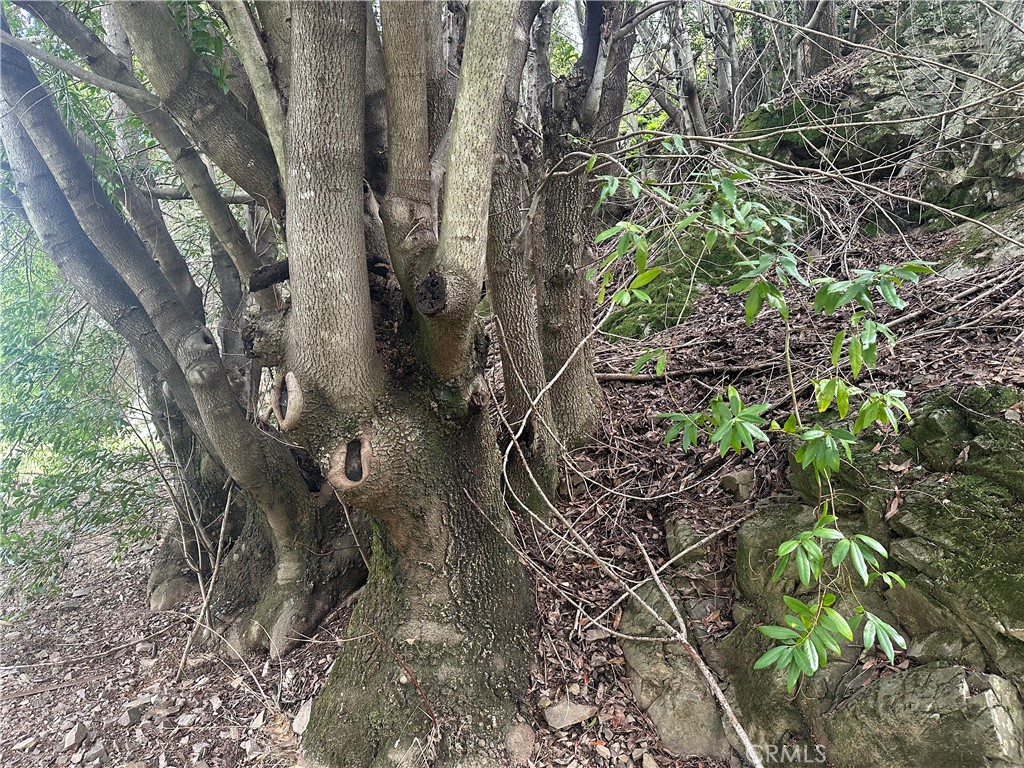 9000 Scotts Valley Road Upper Lake, CA 95485 - Photo 8 of 13 a picture of tree