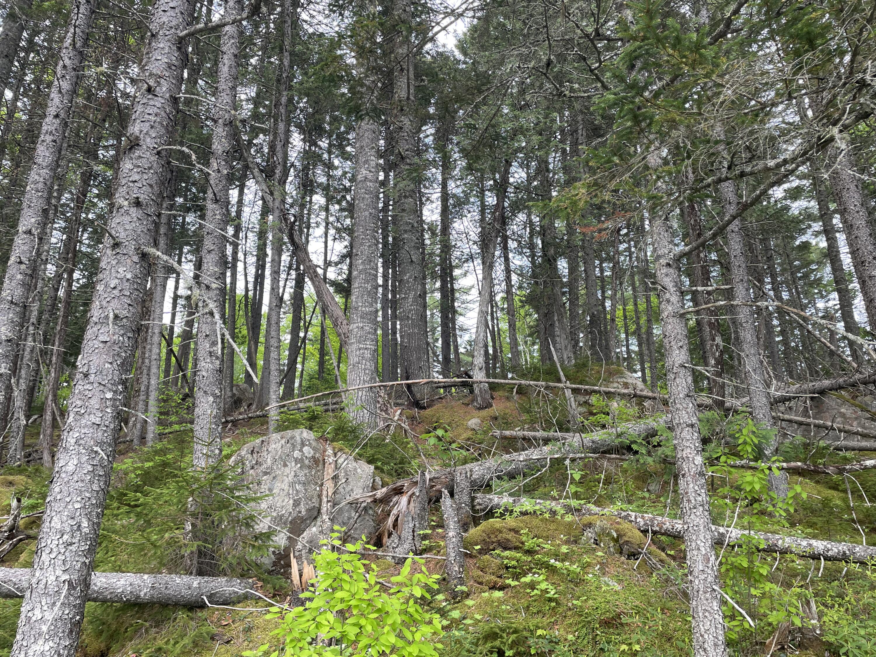 36 Beaver Road West Forks, ME 04985 - Photo 11 of 23 IMG_3484