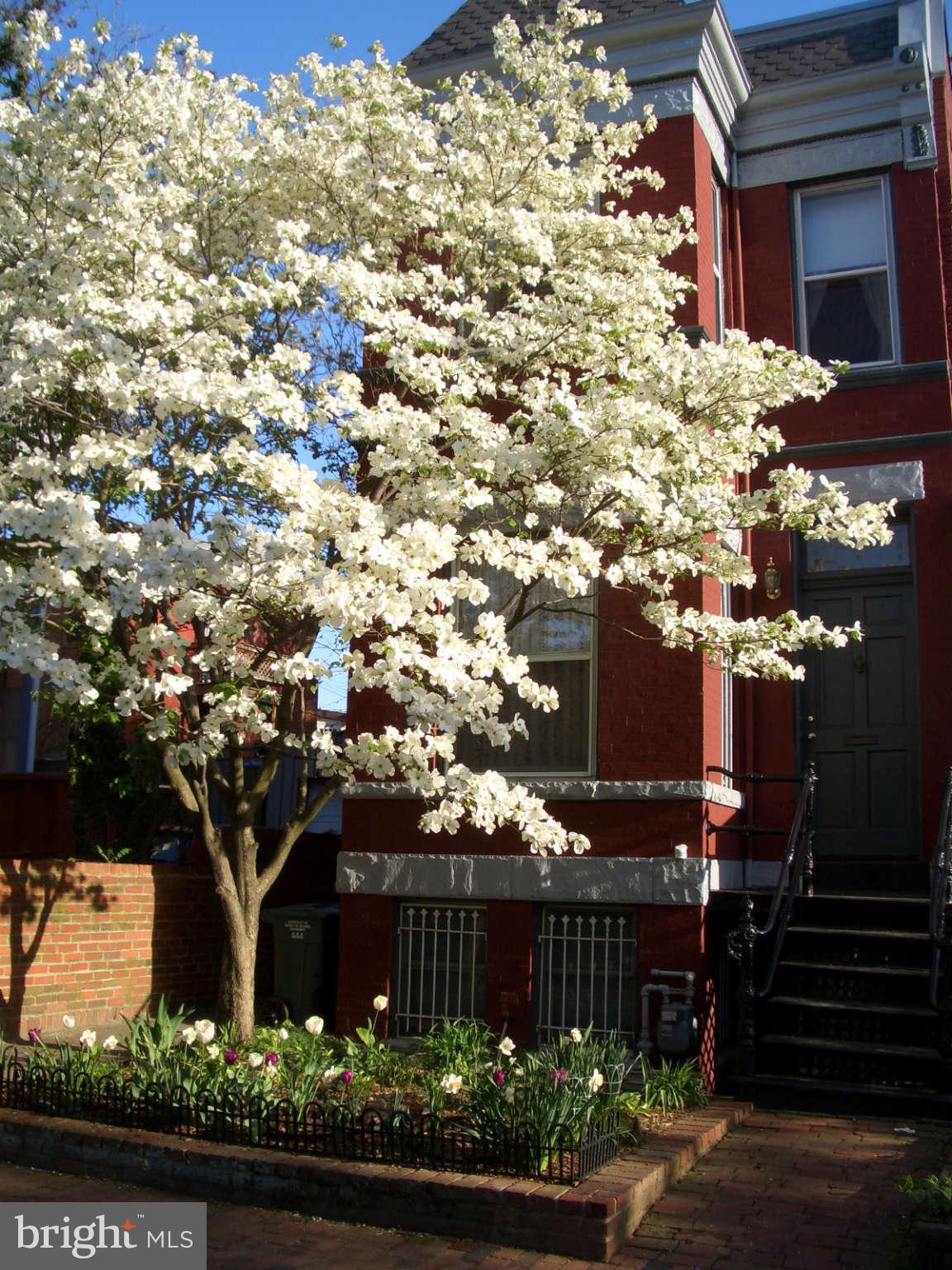 717 E Street Northeast Washington, DC 20002 - Photo 1 of 30 Beautiful Victorian bayfront w/lovely cherry tree