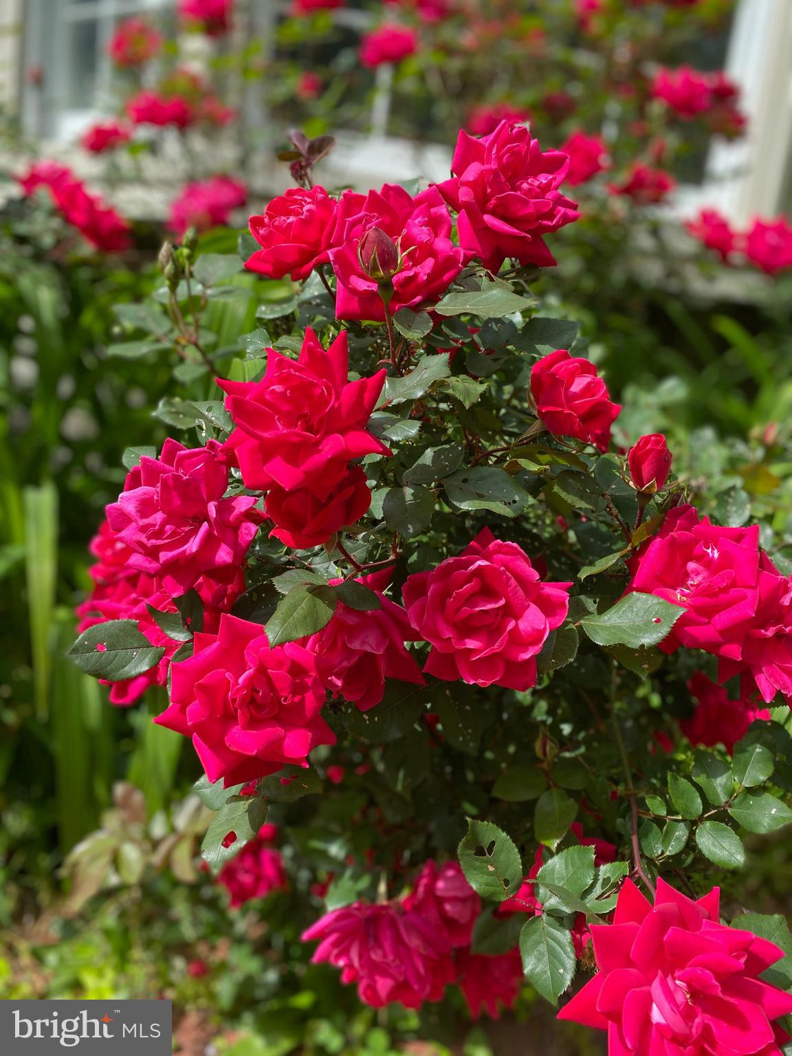10808 Beach Mill Road Great Falls, VA 22066 - Photo 42 of 43 a view of a flower