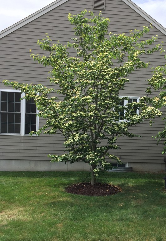 408 Nicholas Drive Lancaster, MA 01523 - Photo 29 of 30 a potted plant sitting in front of a house