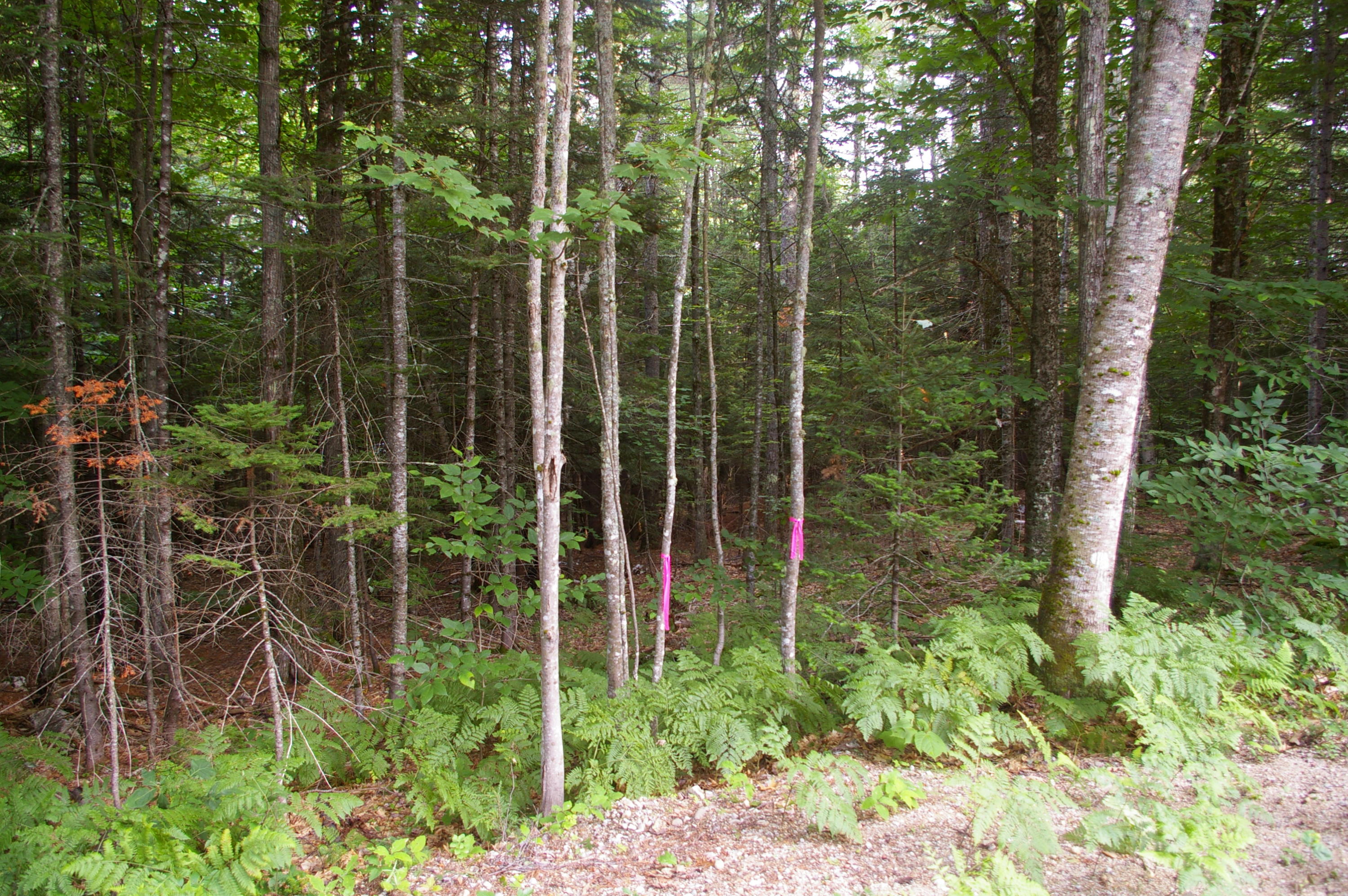 Lot#2 Fernald Hills Way Road Stow, ME 04037 - Photo 1 of 7 Lot#2