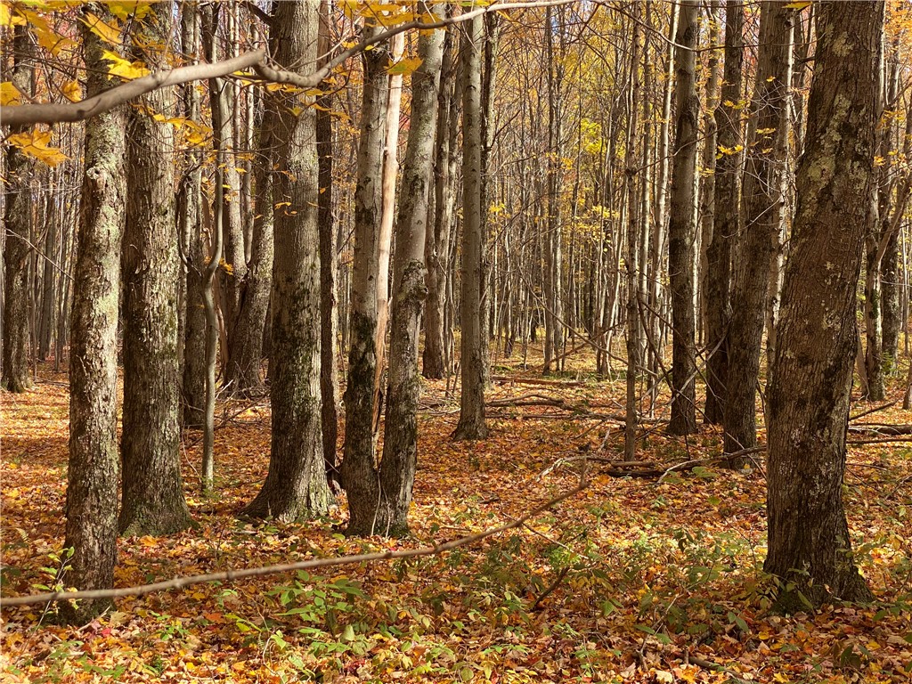 535 Scutt Mountain Road Stamford, NY 13739 - Photo 3 of 8