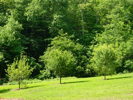 Fruit Trees