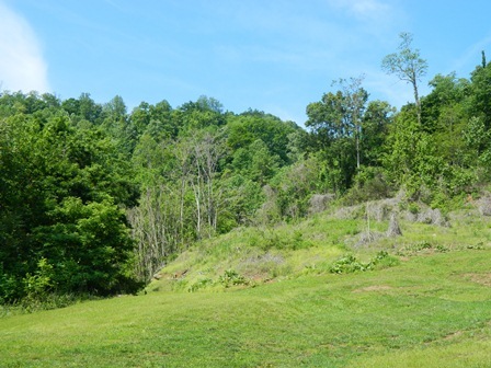 Backyard / Hillside