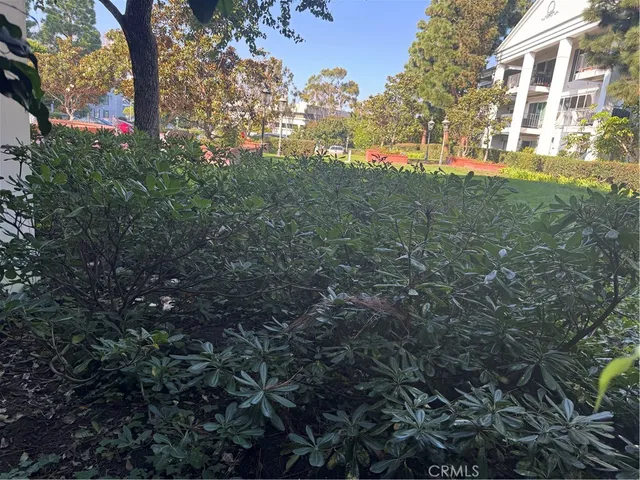 a view of a yard with plants and trees
