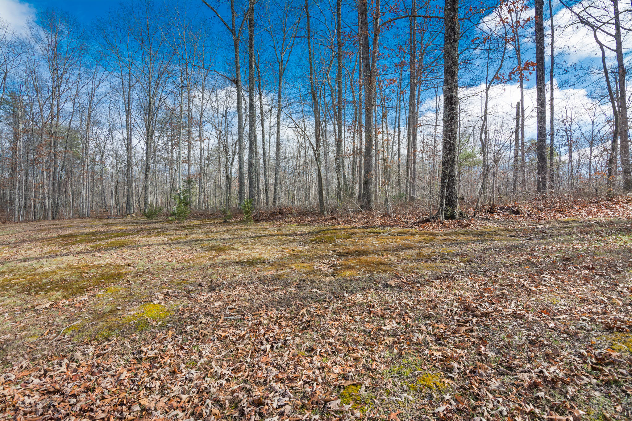 1701 Whiteoak Swamps Road Dunlap, TN 37327 - Photo 25 of 38 Front Yard